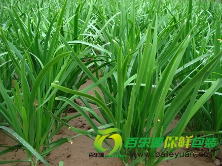 韭菜真能壯陽(yáng)嗎？