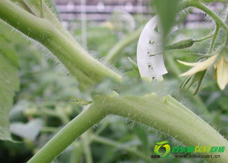 番茄裂莖是咋回事？