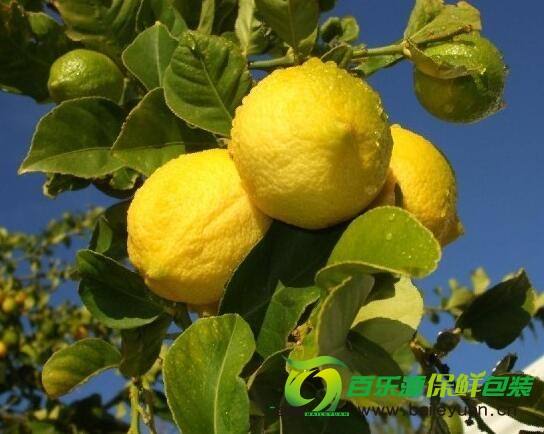 檸檬樹(shù)種植時(shí)需要注意那些?