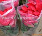 百樂(lè)源透氣袋 花卉專(zhuān)用